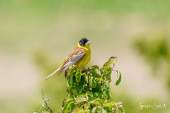 Emberiza melanocephala