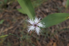 Dianthus arenarius