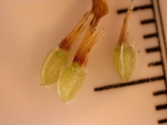 Croptilon hookerianum