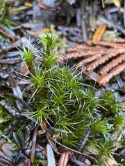 Campylopus introflexus