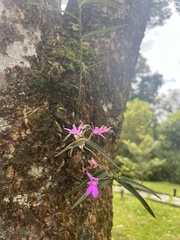 Epidendrum centropetalum