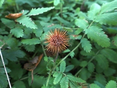 Acaena ovalifolia