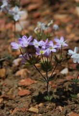 Leptosiphon breviculus