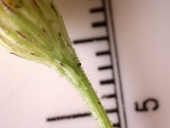 Croptilon hookerianum