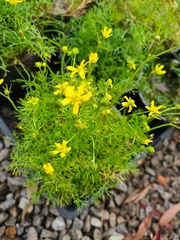 Ranunculus inundatus