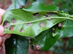 Aceria barbujanae