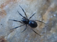Linyphiidae
