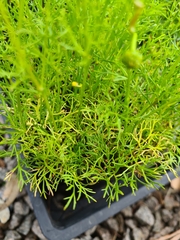 Ranunculus inundatus