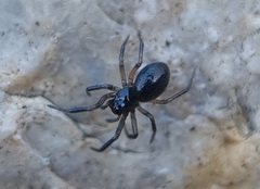 Linyphiidae