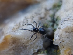 Linyphiidae