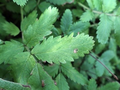 Acaena ovalifolia