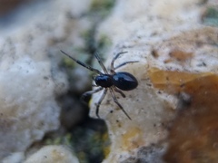 Linyphiidae