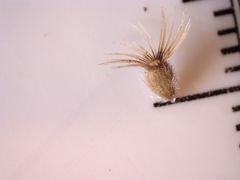 Croptilon hookerianum