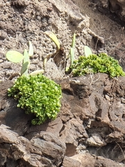 Aeonium glutinosum image