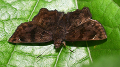 Nisoniades macarius