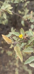 Waltheria ovata