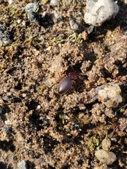 Platyninae