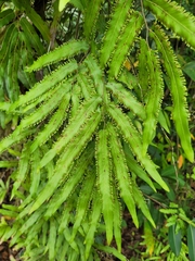 Lygodium volubile