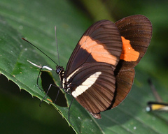 Heliconius melpomene