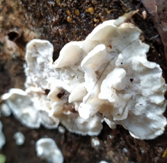 Skeletocutis amorpha