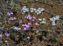 Leptosiphon breviculus