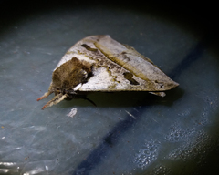Automerella aurora