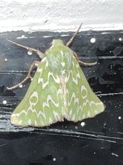 Drepanogynis bifasciata