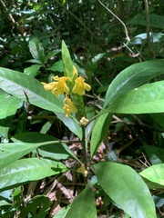 Aphelandra prismatica