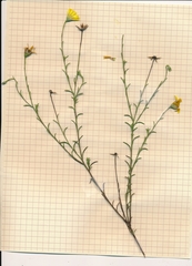 Croptilon hookerianum