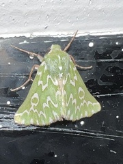 Drepanogynis bifasciata