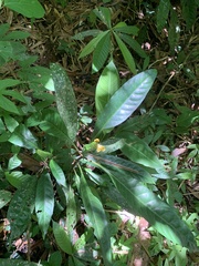 Aphelandra prismatica