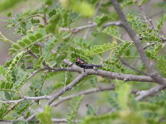 Dactylotini