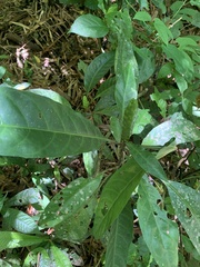 Aphelandra prismatica