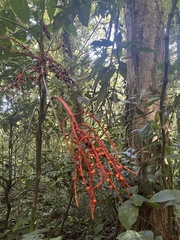 Chamaedorea pinnatifrons