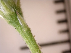 Croptilon hookerianum