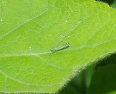 Cicadellinae