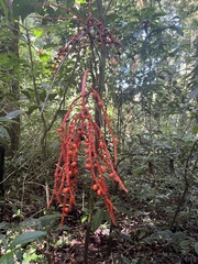 Chamaedorea pinnatifrons