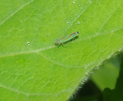 Cicadellinae