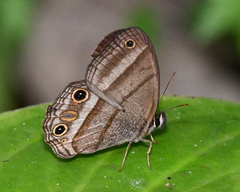 Cissia proba