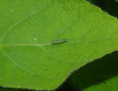 Cicadellinae
