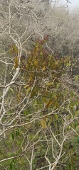 Phoradendron berteroanum