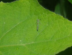 Cicadellinae