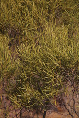 Euclea linearis