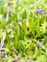 Brachythecium albicans