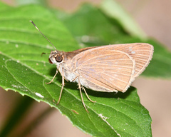 Cobalopsis nero