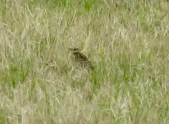Anthus spragueii