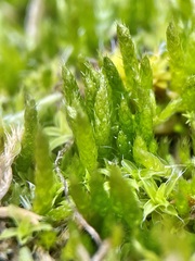 Brachythecium albicans