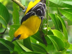 Icterus nigrogularis