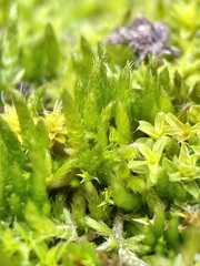 Brachythecium albicans