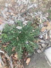 Centaurea calcitrapa